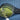 Head IG Speed Junior 26 2024 Tennis Racquet